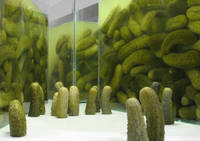 Gherkins Natural History